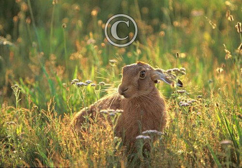 Brown Hare.